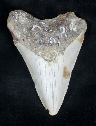 Bargain Megalodon Tooth - North Carolina #20711